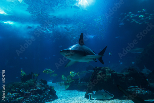 Fototapeta Wild underwater sea with fish, sharks and rays in the ocean