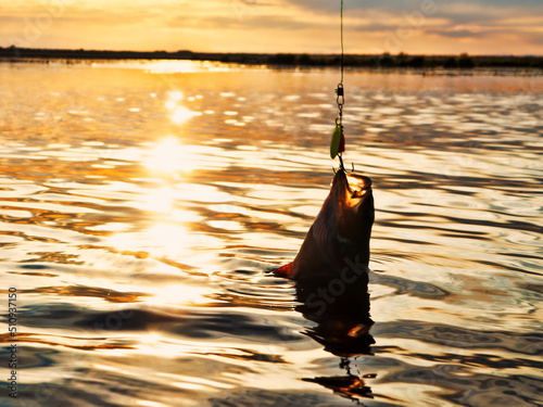 Fishing at sunset. Catching predatory fish on spinning. Sunset colors on the water surface, sunny path from the low sun. Perch caught on yellow spoonbait photo