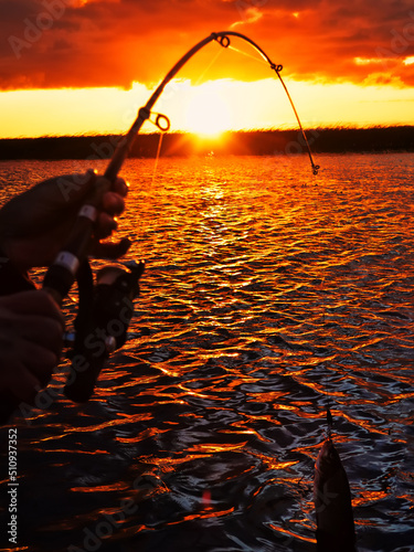 Fishing at sunset. Catching predatory fish on spinning. Sunset colors on the water surface, sunny path from the low sun. Nerfling caught on a spinner photo