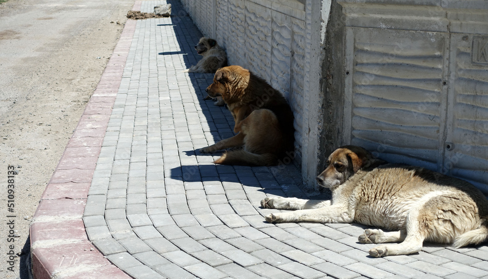 Fototapeta premium many stray dogs lying on the pavement, stray orphan dogs,