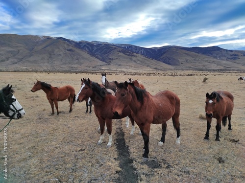 Troupeau de chevaux sauvage dans les plaines de Patagonie, El Calafate, Argentine