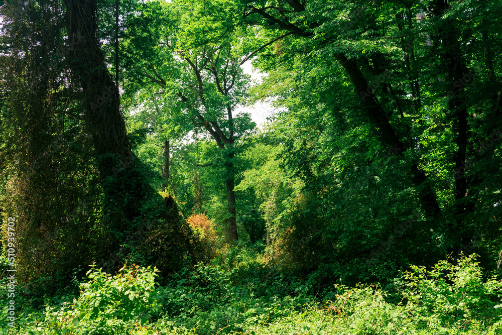 forest landscape, thickets of trees entwined with lianas, in a subtropical deciduous forest