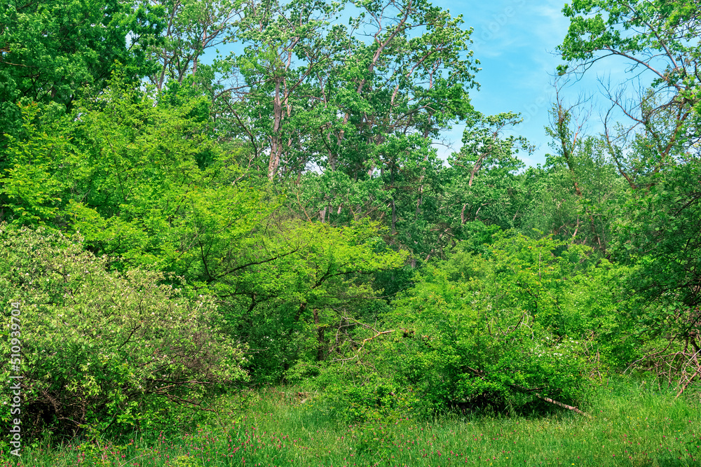 forest landscape, subtropical deciduous forest of the Hyrcanian type in the Caspian lowland