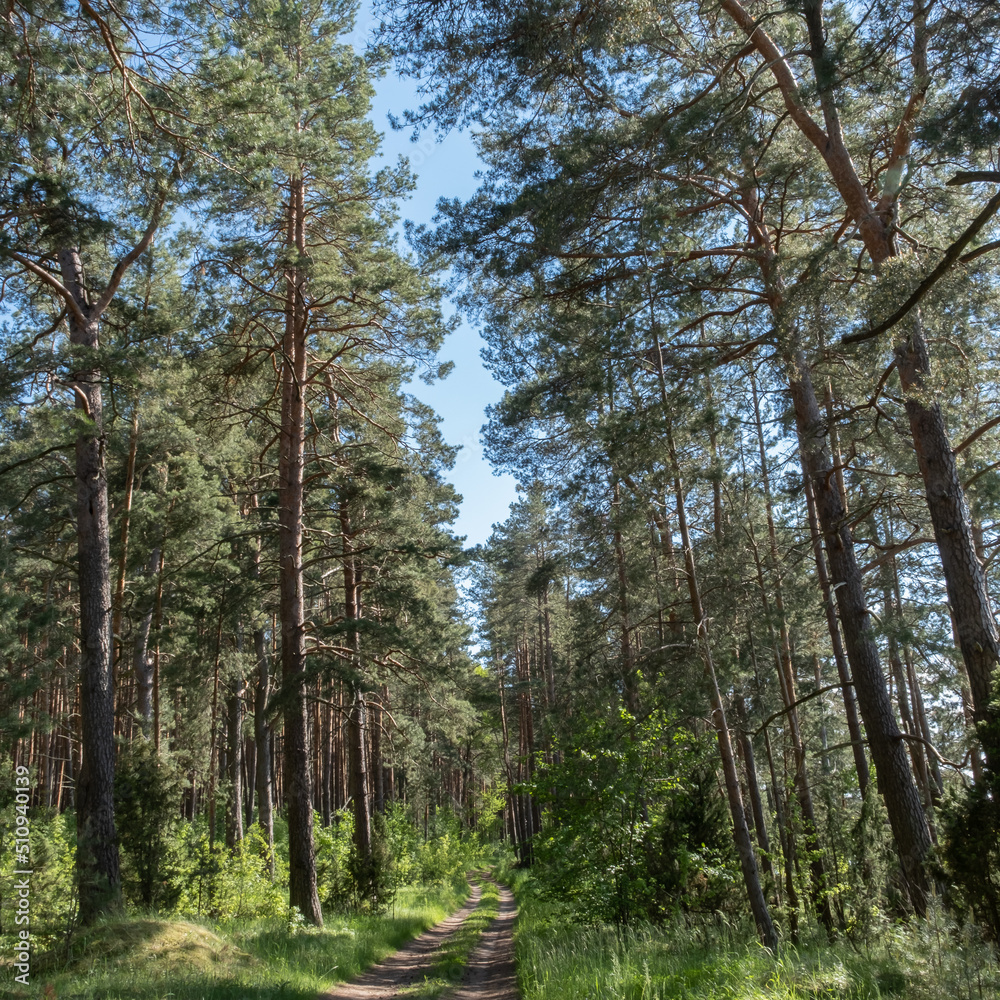 A wide sandy road overgrown with green grass leads through a summer pine forest. Walk in nature, meditation, travel A wide sandy road overgrown with green grass leads through a summer pine forest. Walk in nature, meditation, travel
