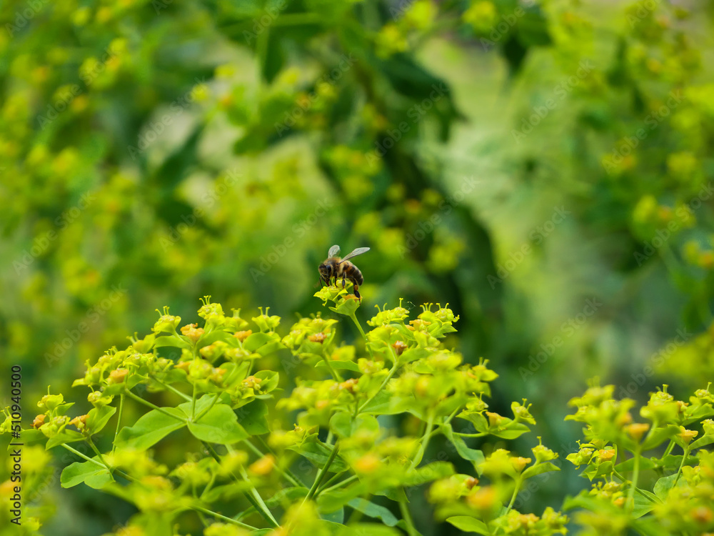 bee on a flower bee on a flower