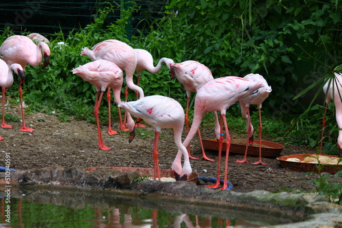 Flamencos