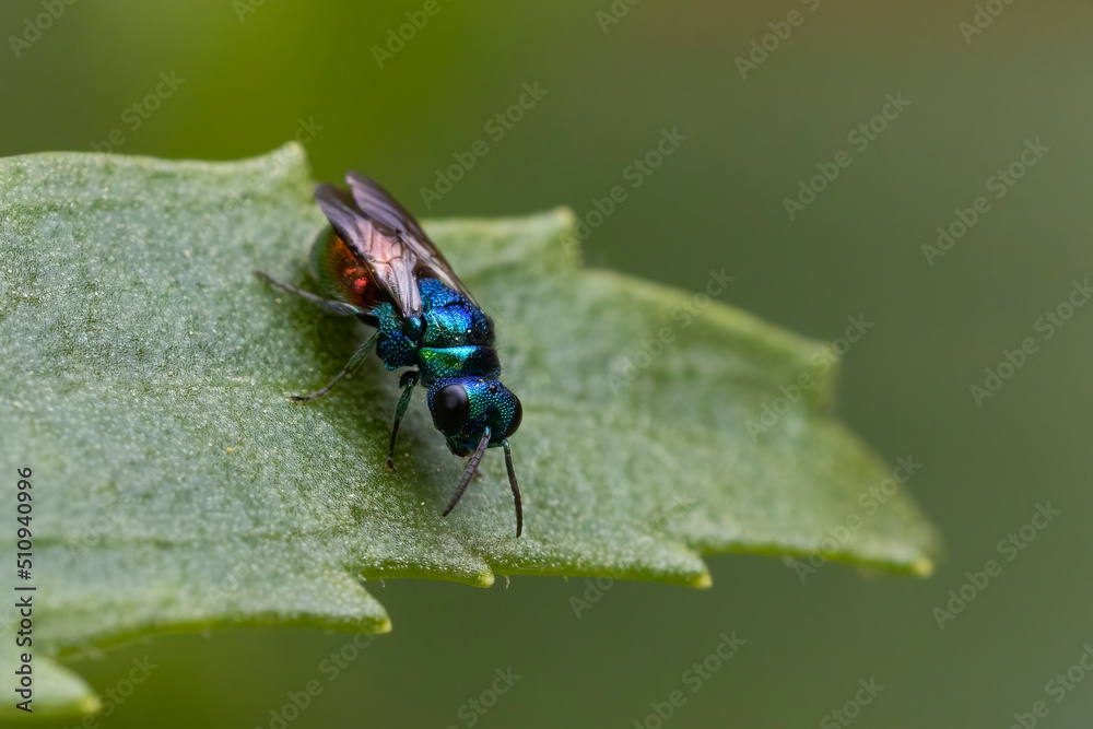 Cuckoo wasp or emerald wasp (Pseudomalus auratus) Cuckoo wasp or emerald wasp (Pseudomalus auratus)