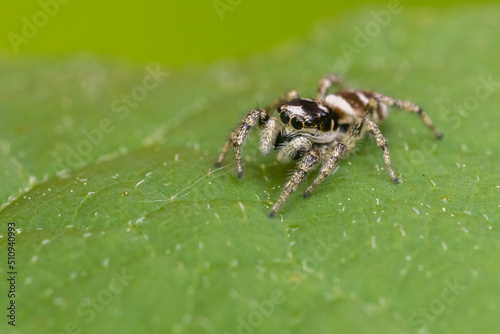 zebra jumping spider (Salticus scenicus)