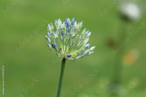 Blooming Alluim Flower  photo