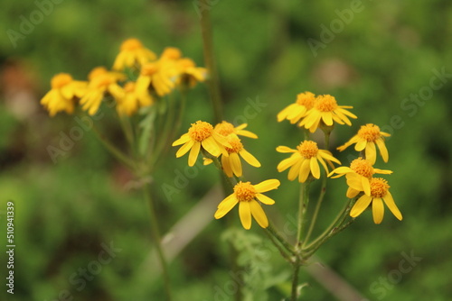 yellow flowers in the grass © Patricia