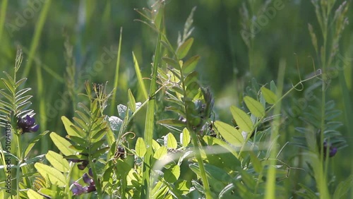 Green foliage of bush vetch (Vicia sepium) plant and green grass in summer meadow