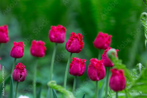 Fringed tulips Versac close-up. Purple tulip flowers. Floral background for postcards, posters, banners. Delicate petals on a green background. Romantic wallpaper