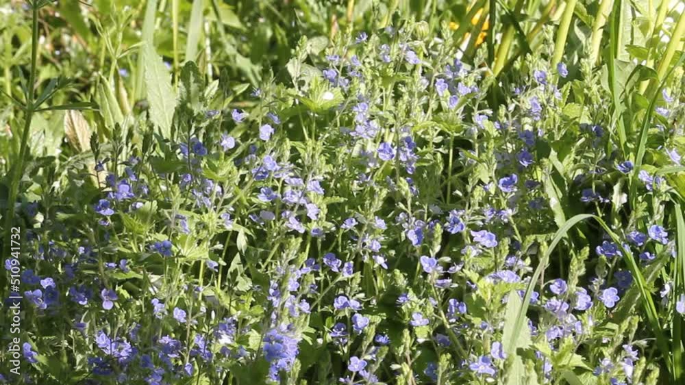 Flowering Germander speedwell (Veronica chamaedrys) plants in summer garden