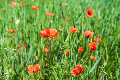 Beautiful field of red poppies in summer day  Latvia. Selective focus.