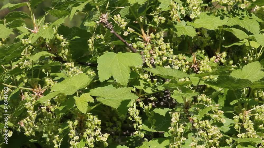 Branch of redcurrant (Ribes rubrum) with flowers, green berries and foliage in garden Branch of redcurrant (Ribes rubrum) with flowers, green berries and foliage in garden