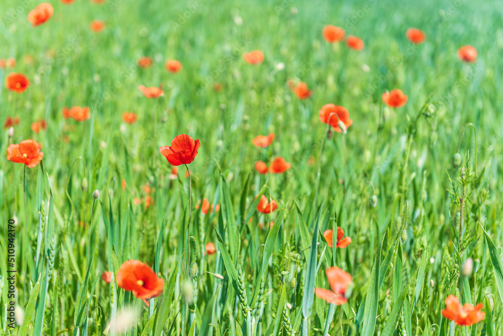 Beautiful field of red poppies in summer day, Latvia. Selective focus. Beautiful field of red poppies in summer day, Latvia. Selective focus.