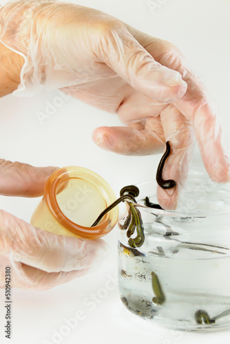 the hand in a medical glove pulls a leech out of a jar of water for placing on the patient photo