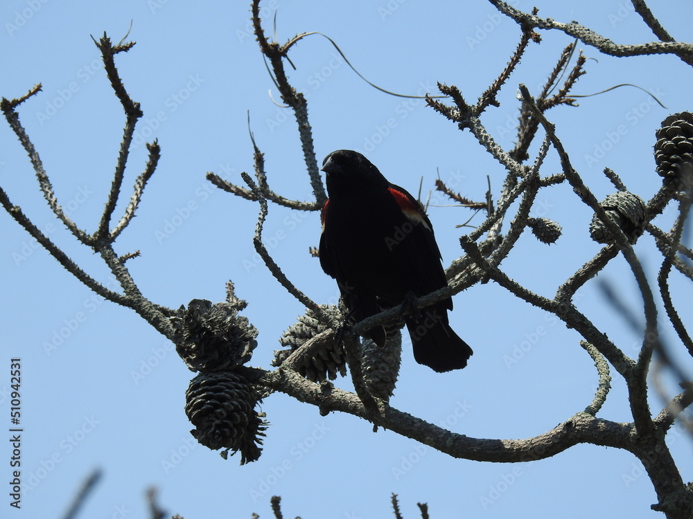 A red-winged blackbird perched on a branch under a blue sky on Assateague Island, in Worcester County, Maryland. A red-winged blackbird perched on a branch under a blue sky on Assateague Island, in Worcester County, Maryland.