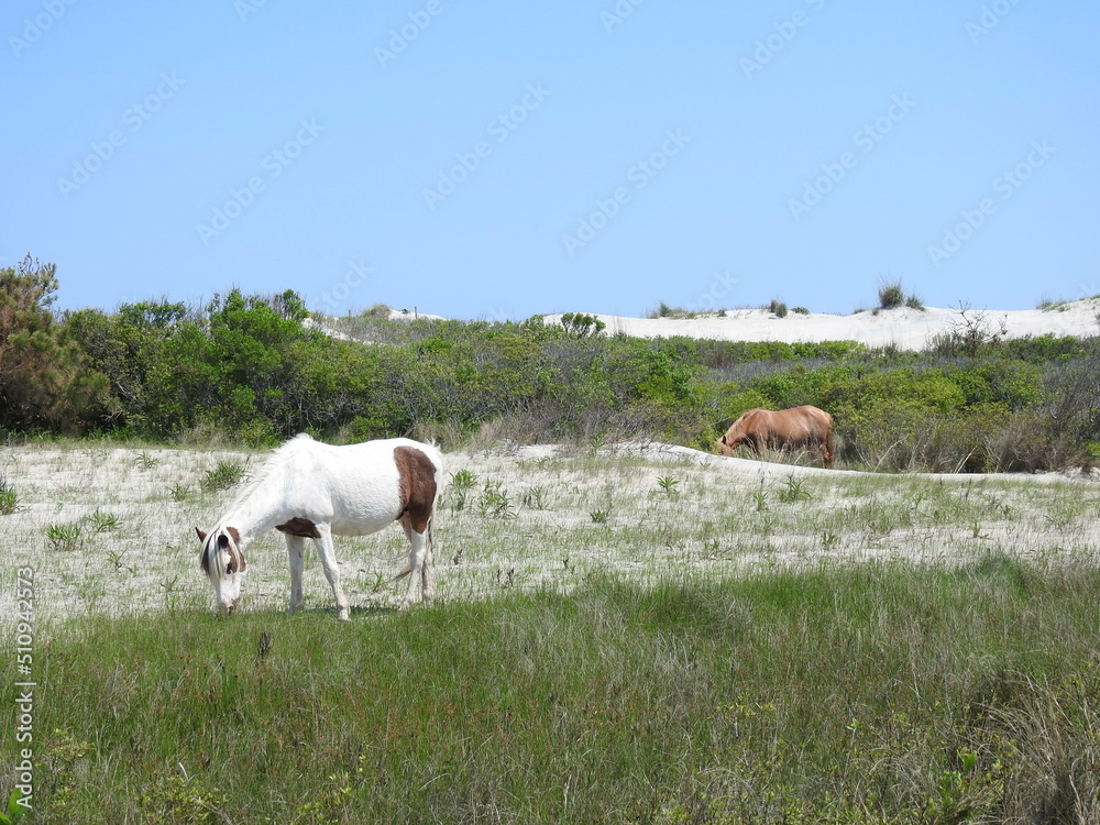 Wild horses grazing on the dune grass growing on Assateague Island, in Worcester County, Maryland.