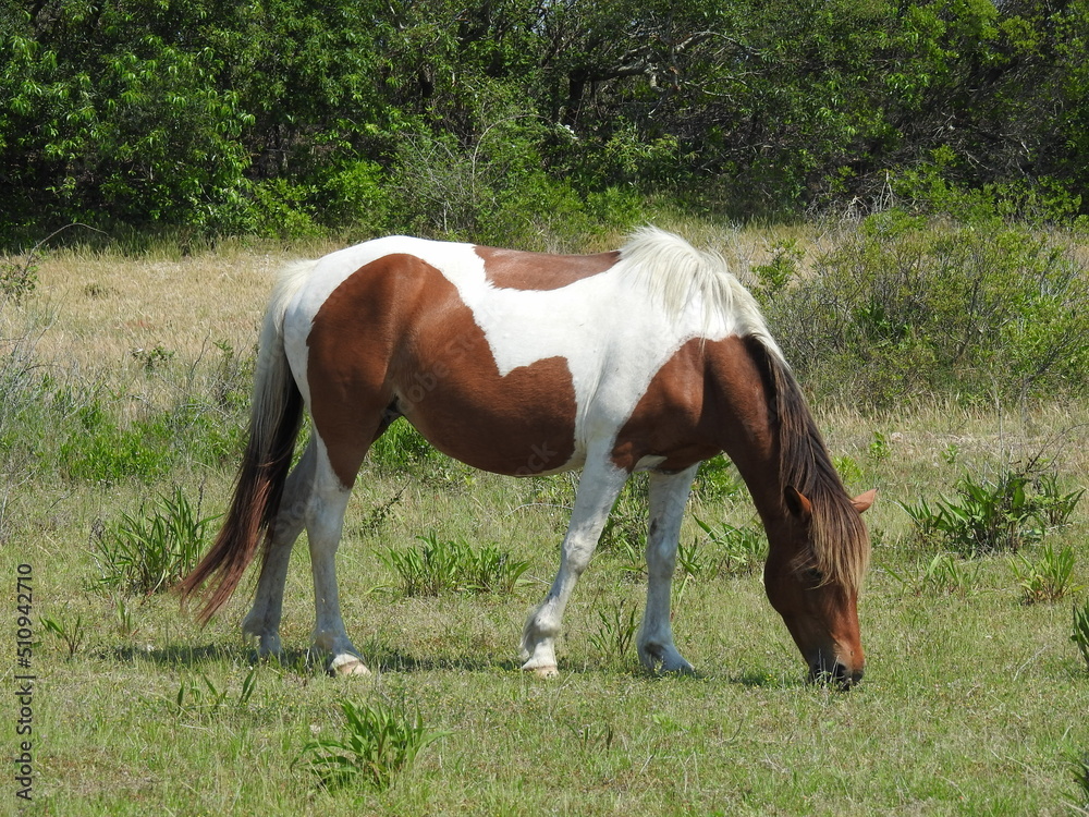 Obraz premium A wild horse feeding on the green grasses that grow on Assateague Island, in Worcester County, Maryland.