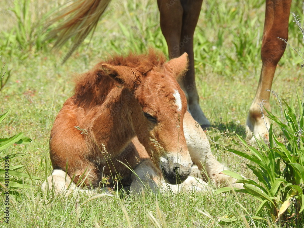 A baby wild horse, young foal resting in the cool grass, on a warm summer's day, on Assateague Island, in Worcester County, Maryland. A baby wild horse, young foal resting in the cool grass, on a warm summer's day, on Assateague Island, in Worcester County, Maryland.