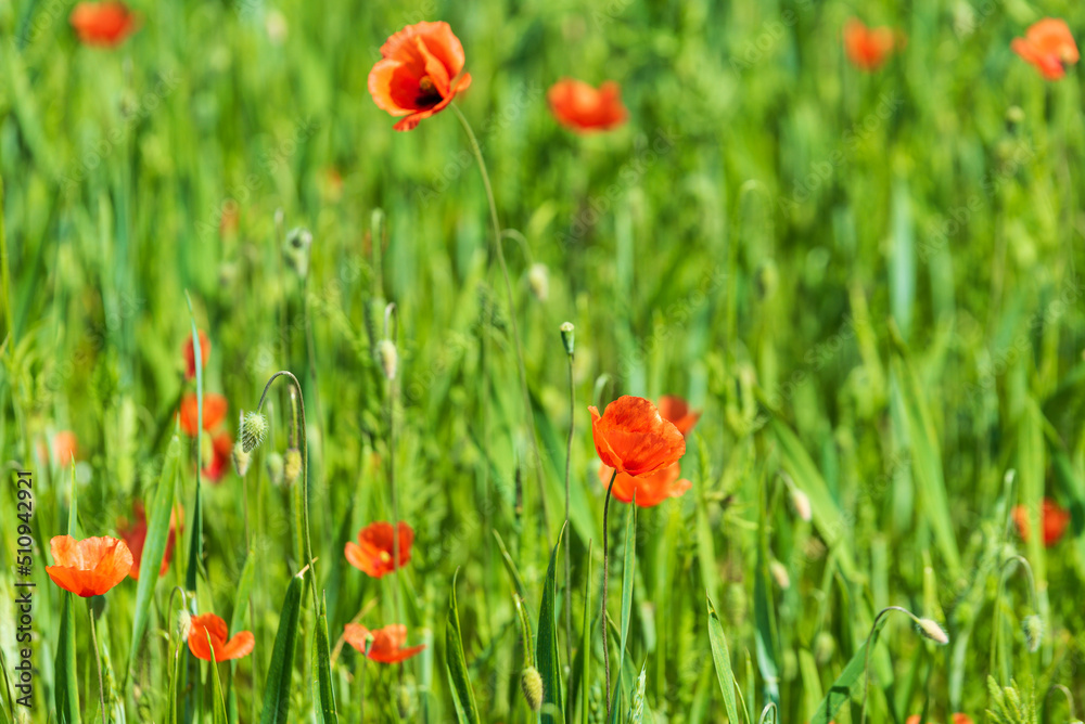 Beautiful field of red poppies in summer day, Latvia. Selective focus.