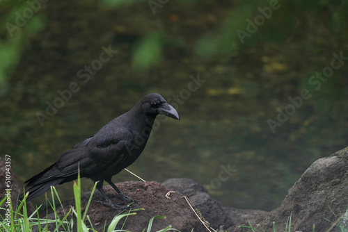 crow in a field