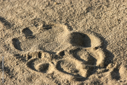 Lion spoor or footprint in the Kgalagadi sand photo