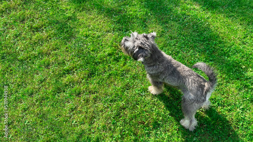 Fotografía a miniature schnauzer lying on the grass,a cheerful dog resting in the sun, a la