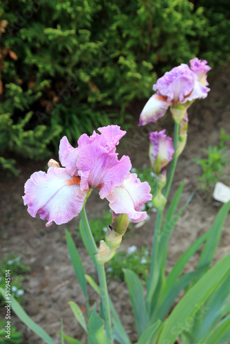Blooming pink irises in the garden