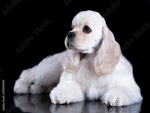 Obraz na płótnie Puppy American cocker spaniel on black background