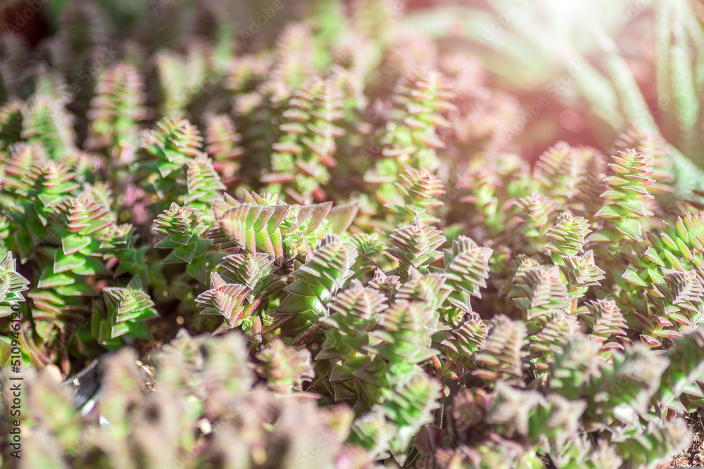 Crassula capitella, Red Pagoda plant. Closeup, selective focus. Shallow depth of field. Texture, background Crassula capitella, Red Pagoda plant. Closeup, selective focus. Shallow depth of field. Texture, background