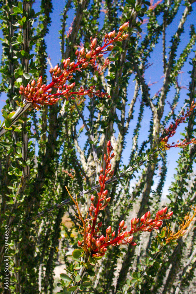 Ocotillo Plants in the Desert Blooming Ocotillo Plants in the Desert Blooming