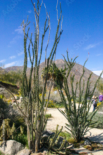 Ocotillo Plants in the Desert Blooming photo