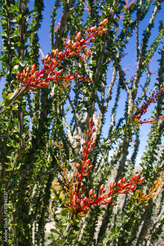 Ocotillo Plants in the Desert Blooming