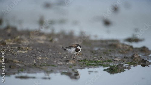 Little Ringed Plover, Charadrius dubius in the wild. A bird is cleaning its feathers. photo