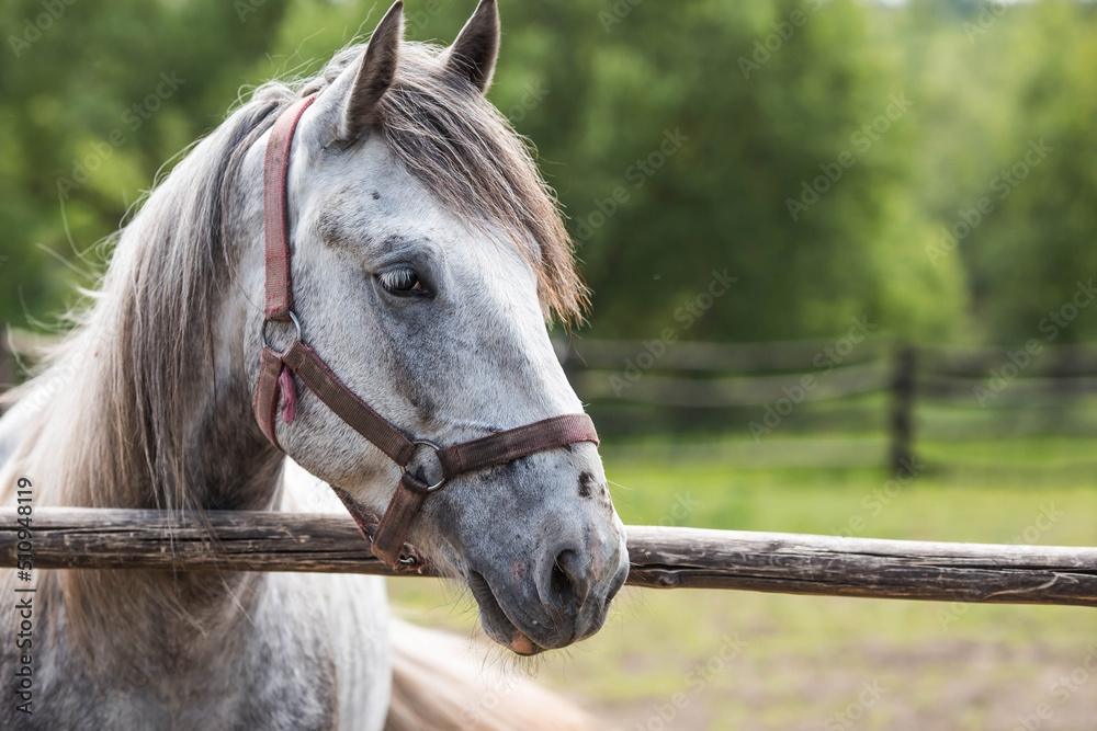 A beautiful portrait of a horse in a paddock on a ranch, on a private eco farm or in a contact zoo. Animal husbandry. Love for animals.