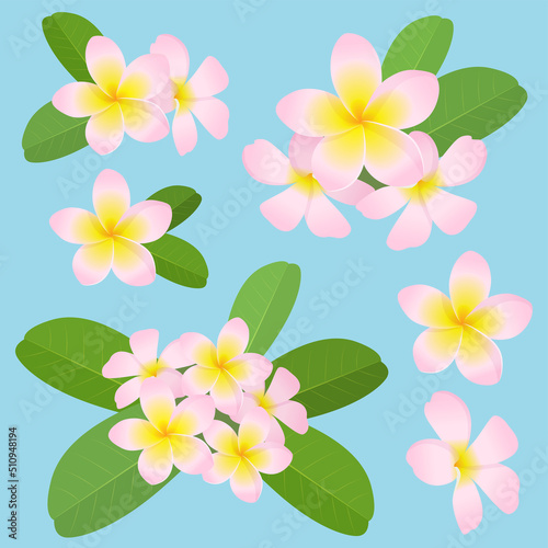 プルメリアの花 セット ピンク_ベクターイラスト