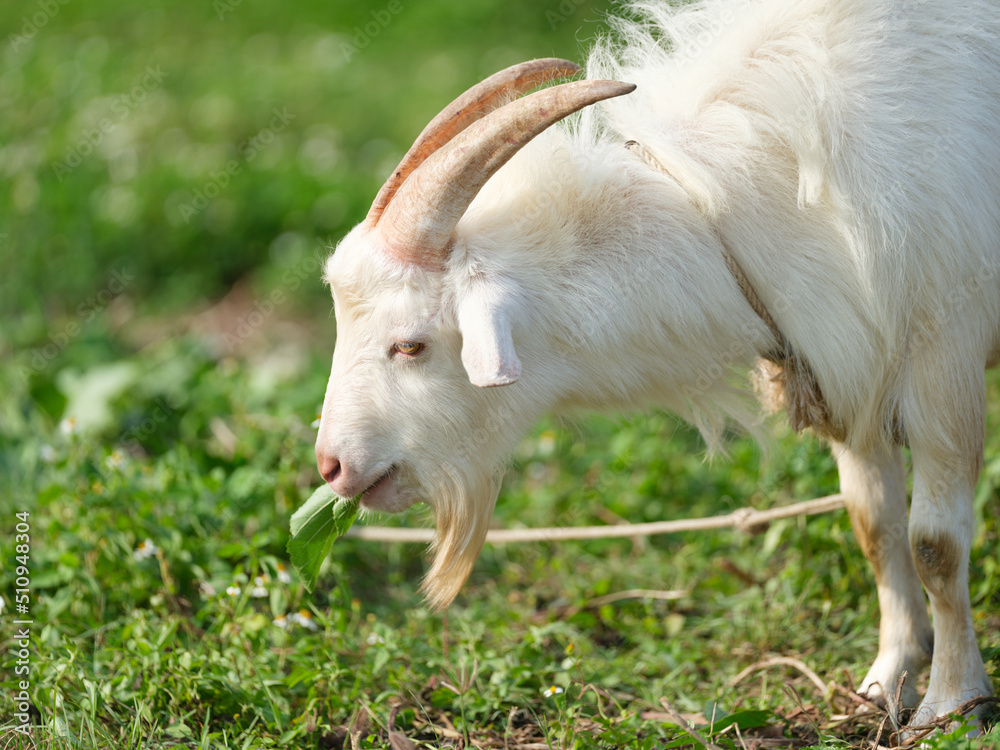 Obraz premium ヤギ