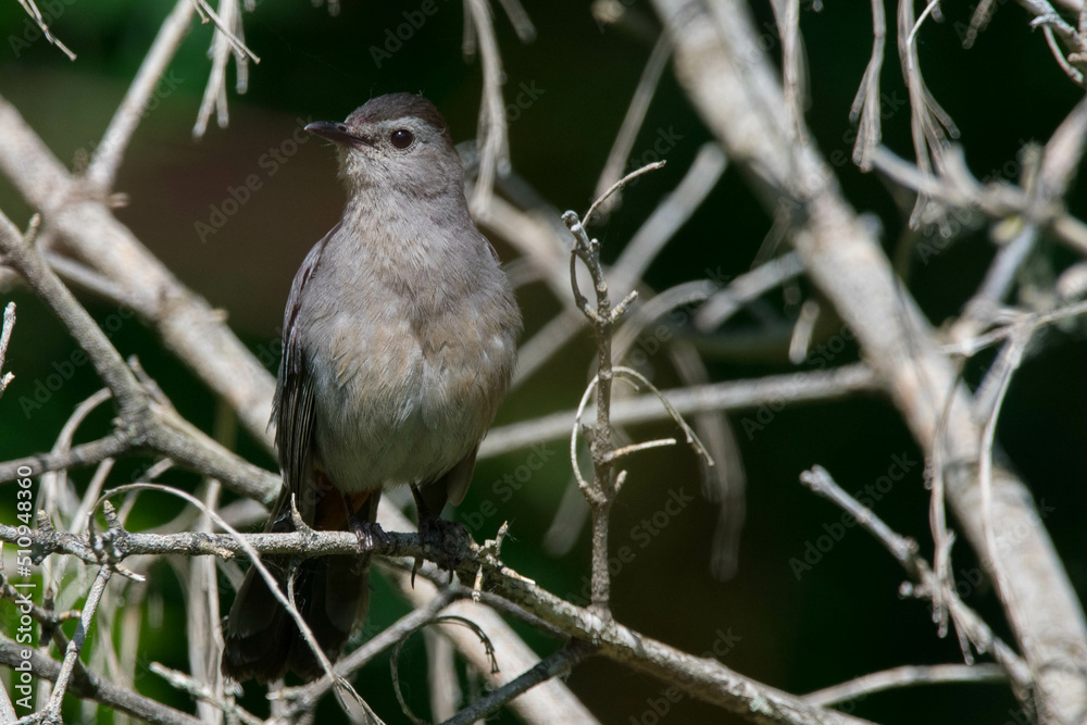 Grey catbird hiding in plain sight. Grey catbird hiding in plain sight.