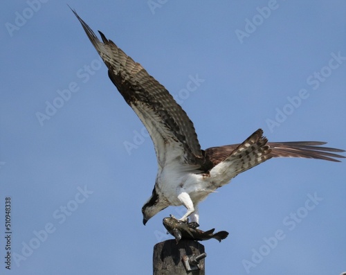 Osprey Catch of the Day Fish is on the Menu