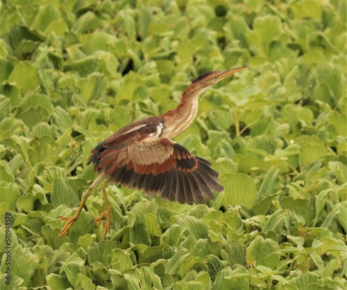 Elusive Least Bittern