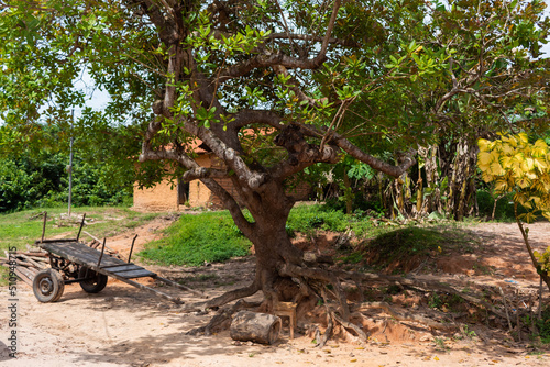Carro de boi e árvore em Guimarães, Maranhão - Brasil