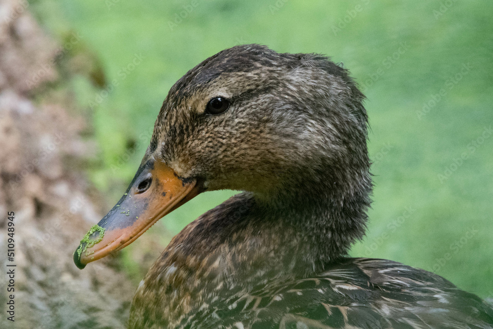 Closeup profile of a female mallard duck. Closeup profile of a female mallard duck.