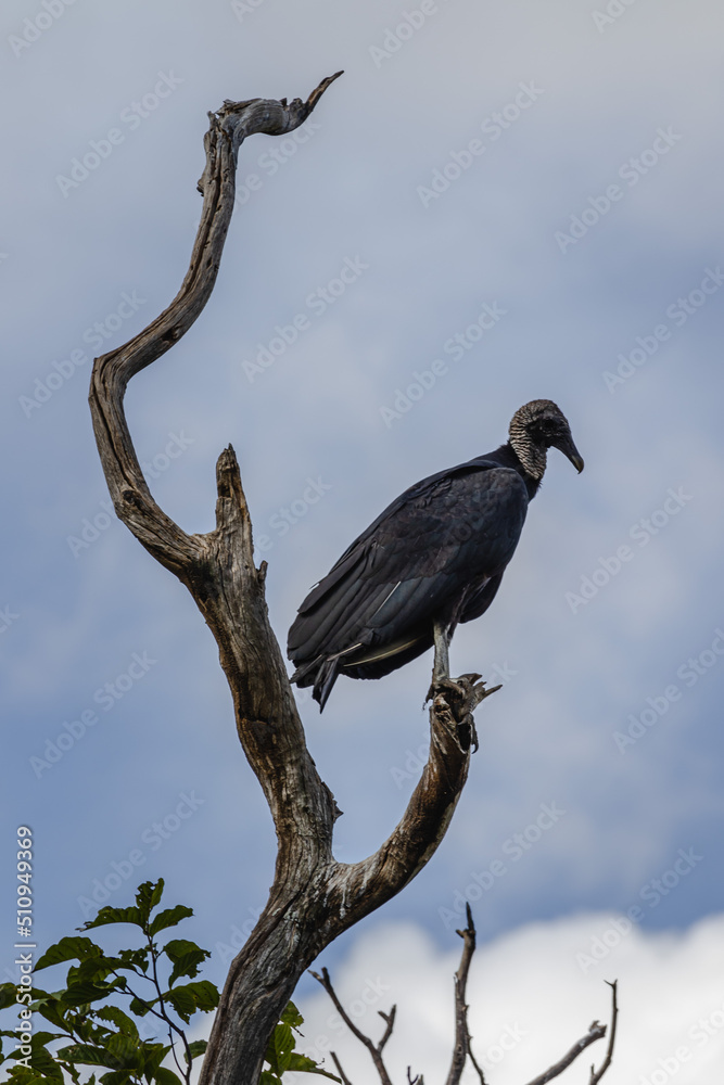 Fototapeta premium Vulture Peak, Ituaçu City, State of Bahia, Brazil