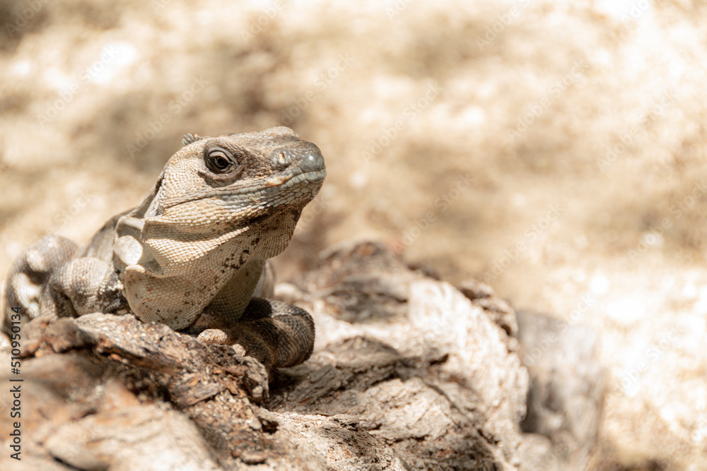 Obraz premium iguana climbing up a wooden log
