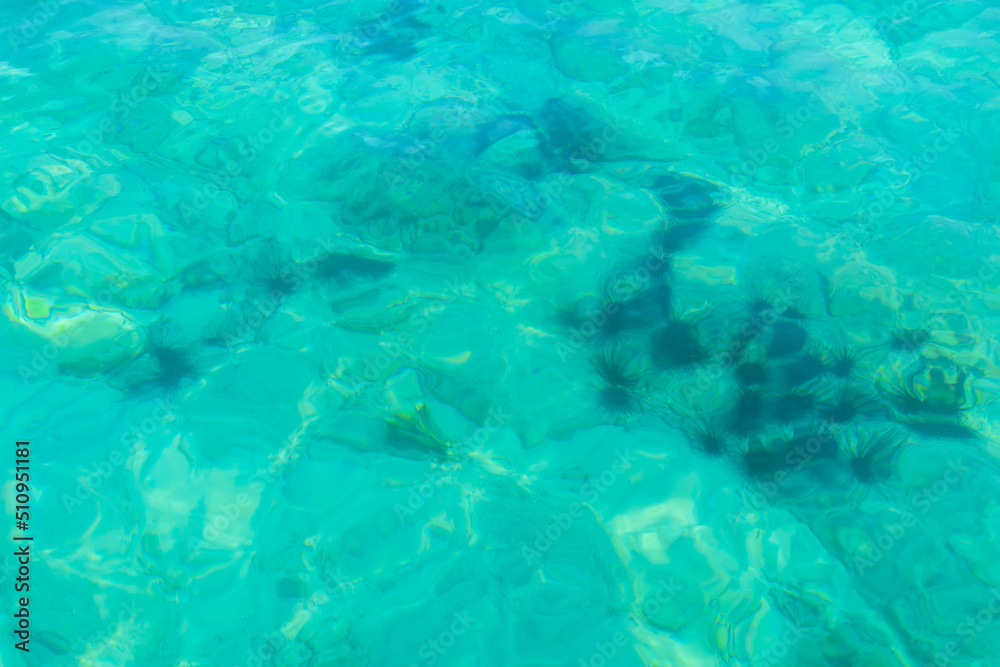 Sea urchins live in dangerous waters for tourists and divers.