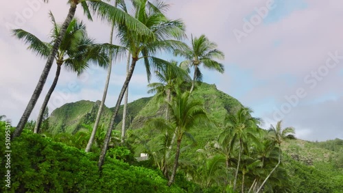 Wallpaper Mural The best Coconut palm trees bottom top view, wild Kauai nature on sunny Hawaii island. Trees trunks with fresh green leaves. Looking up row trees grove dolly aerial under palms on mountain background Torontodigital.ca