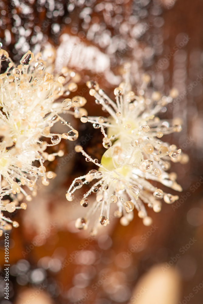 Jabuticabeira flower with dew droplets seen through a macro lens, selective focus. Jabuticabeira flower with dew droplets seen through a macro lens, selective focus.