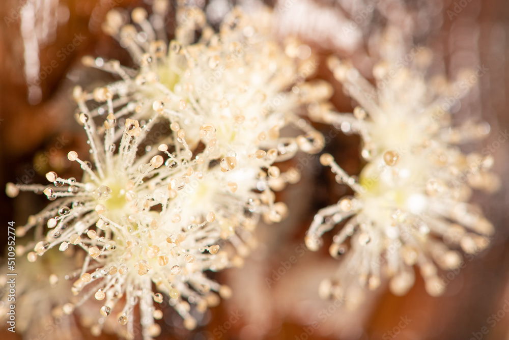 Jabuticabeira flower with dew droplets seen through a macro lens, selective focus.